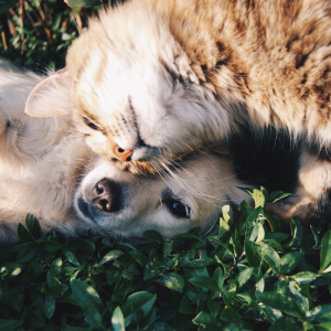 Soin pour les animaux